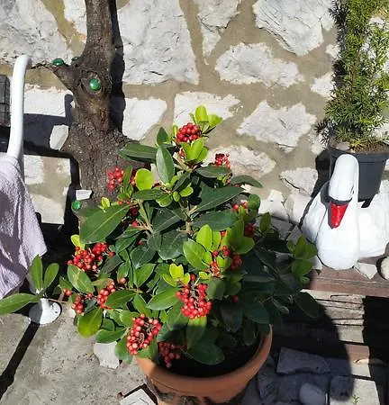 Ivona Pensionat Dubrovnik